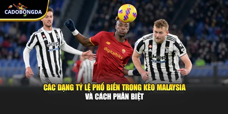 Các dạng tỷ lệ phổ biến trong kèo Malaysia và cách phân biệt